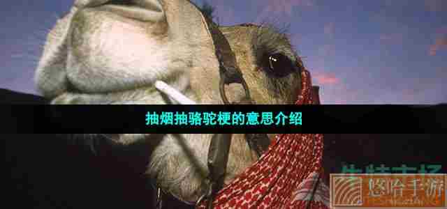 抽烟抽骆驼梗的意思介绍