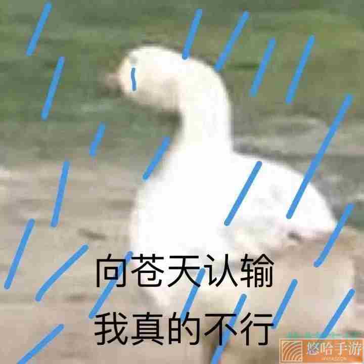 网络用语布响丸辣梗的意思介绍